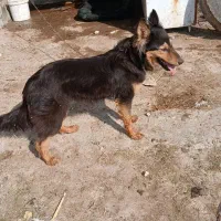 سگ ژرمن ماده