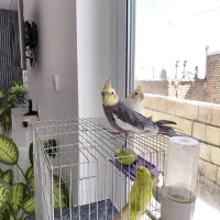 فروش عروس هلندی و مرغ عشق