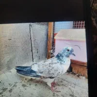 ۷ عدد کبوتر پرشی گرفتنی|پرنده|سمنان, |دیوار