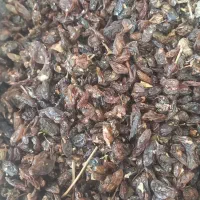 کشمش و مویز افتابی پاک شده|خوردنی و آشامیدنی|نجفآباد, منتظری جنوبی|دیوار