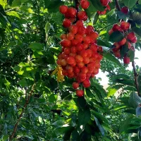 گیلاس شیشه ای