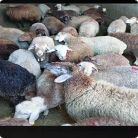 بره و قوچ زنده سفید گوسفند|حیوانات مزرعه|مشهد, احمدآباد|دیوار