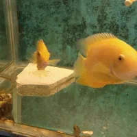 سورم جفت خورده به شرط