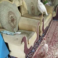 مرغ لاری|حیوانات مزرعه|اهر, |دیوار