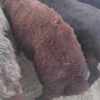 ۵راس بره نره جفت ۷۰ تا ۷۵