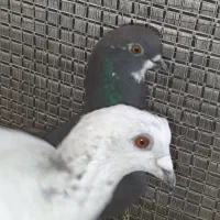 شامی گچی و سیاه کاشونی