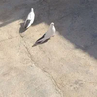 کبوتر دمیساه