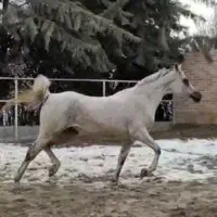 فروش مادیان عرب دو سر وارداتی