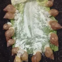 حلزون آلبینو|خزنده|بندرعباس, |دیوار