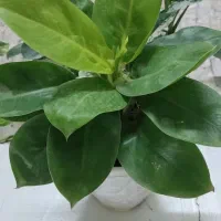 زیبایی،شادابی و طراوت را با خود به خانه ببر|گل و گیاه طبیعی|شاهین‌شهر, مخابرات (شهید بهشتی)|دیوار