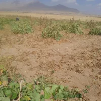 لوبیا سفید