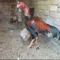 تخم لاری  6دانگی... نامبروان|حیوانات مزرعه|کرج, ملک‌آباد|دیوار