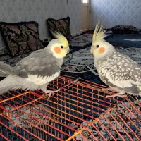 عروسک هلندی