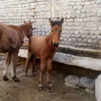 دوتا کره یکی نریکیش ماده