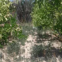 باغچه ۴۷۵متری چهاردیواری|فروش زمین و ملک کلنگی|رباط‌کریم, منجیل آباد|دیوار