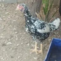 فروش مرغ و خروس|حیوانات مزرعه|فین, |دیوار