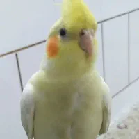 عروس هلندی گمشده در اصفهانک