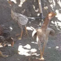 لاری اوشامو خالص