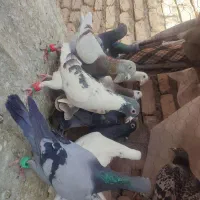 المانی دورگ پرشی موقعیت کاشمر