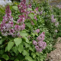 نهال وگل یاس بنفش