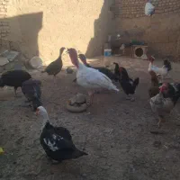 بوقلمون ماده و نر مرغ و خروس جوجه بوقلمونها ۲ماهه