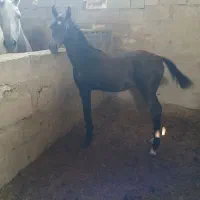 کره نریون 5ماه عرب