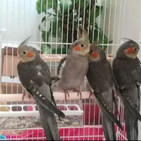 عروس هلندی دستی