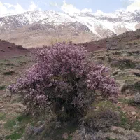 درمان گیاهی نازایی