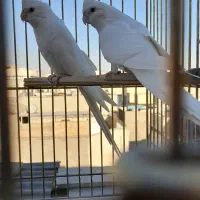 عروس هلندی|پرنده|تهران, خانیآباد|دیوار