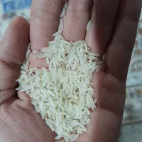 فجر نوک سوزنی اصلاح شده الک کارخانه