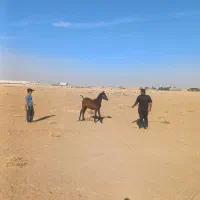 کره دوسر عرب