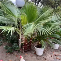 فروش درخت پالم