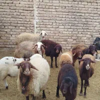 بره نر افشاری