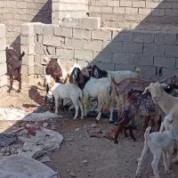 چنابیش پرگوشت۱۴عددجفتی ۱۵ بابزمادر۲قلو دار۳قلودار