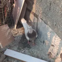 کبوتر طوق فقط۵۰۰