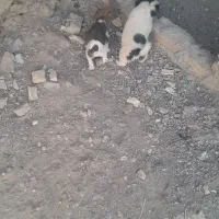 پاکوتا فروشی