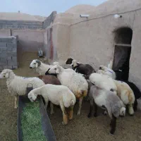 بره نر و ماده نصفه گوشت