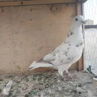 کبوتر غریبگیری ماده|پرنده|کرج, گوهردشت|دیوار