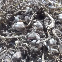 سیر مغان|خوردنی و آشامیدنی|بیله سوار, |دیوار