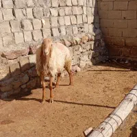 مغان درج یک|حیوانات مزرعه|صحنه, |دیوار