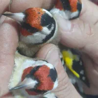 سهره سردشت|پرنده|همدان, |دیوار