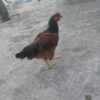 ۵تا خروس ۶ماهه
