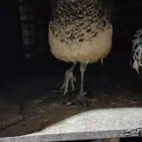 طاووس مصری|پرنده|کرمان, |دیوار