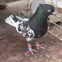 کبوتر کله سیاه