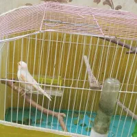 قناری نر موزاییکی ۴ فصل  مست