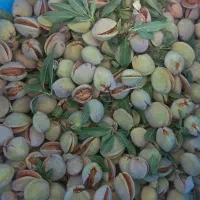 بادام آجیلی (بادام منقا)