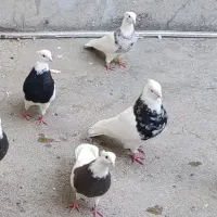 ۵جفت طوقی کرمانشاهی درشت و کشیده