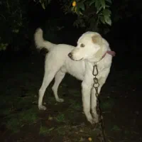 سگ ژرمن و الابای|سگ|سرخرود, |دیوار