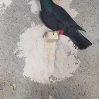 2 عدد کبوتر نابلد