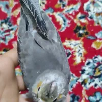 دوتا جوجه عروس هلندی 20روز سرلاکی